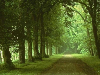 forets008.jpg