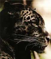 jaguar.jpg
